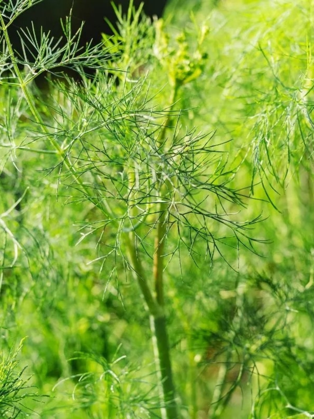 Dill Seeds - Picture 2 of 4